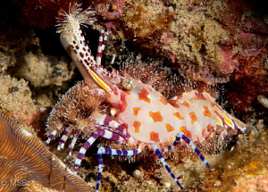 A Saron shrimp in Ambon. by Mehmet Salih Bilal 